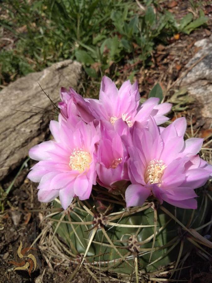 Los Remolinos 메를로 외부 사진
